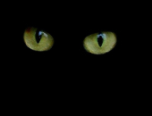 Mistermoka